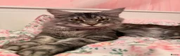 Maine Coon cats for sale: 2 Maine Coons Looking For New Home in Glasgow - Advert 2