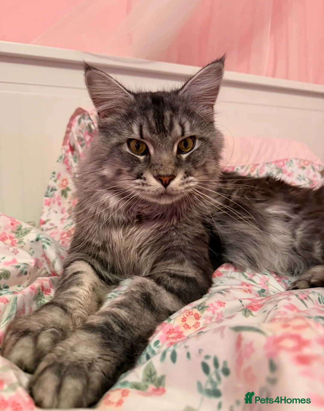 Maine Coon cats for sale: 2 Maine Coons Looking For New Home in Glasgow - Advert 2