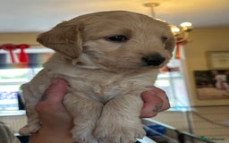 Labradoodle dogs for sale: Beautiful 50/50 British x Australian Labradoodles in Knighton - Image 26