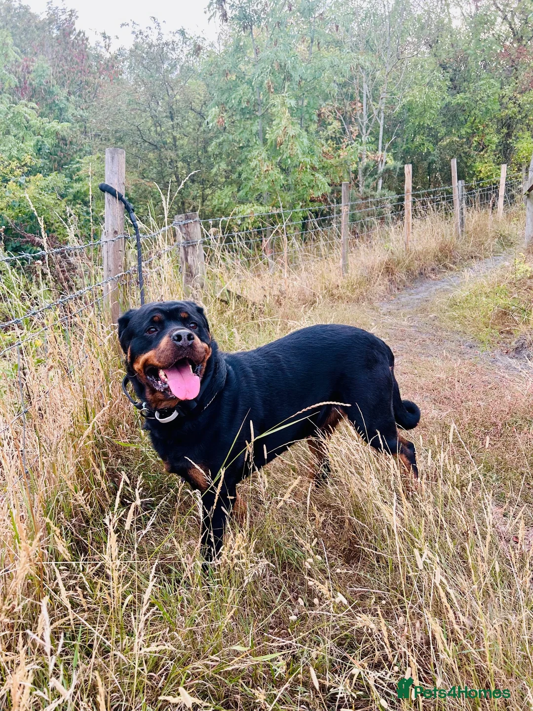 Rottweiler dogs for stud: Stud Wanted for Rottweiler Bitch - Advert 5