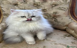 British Longhair cats for stud: British long hair boy for stud  - Image 2