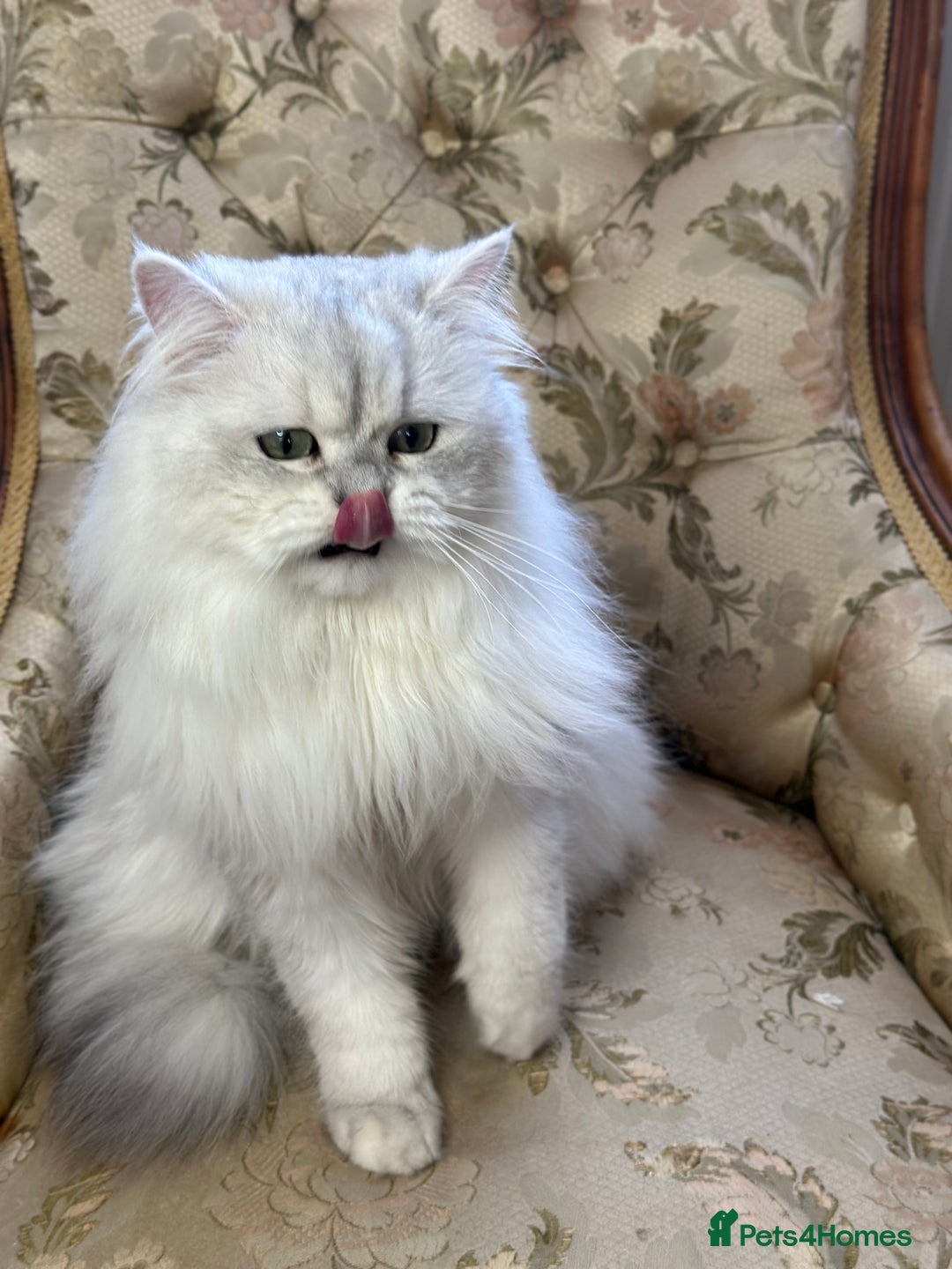 British Longhair cats for stud: British long hair boy for stud  - Image 2
