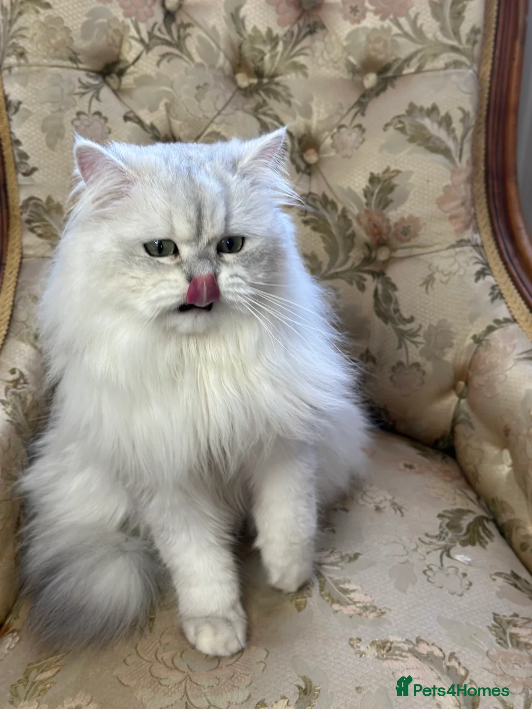 British Longhair cats for stud: TICA British long hair boy for stud  - Advert 5