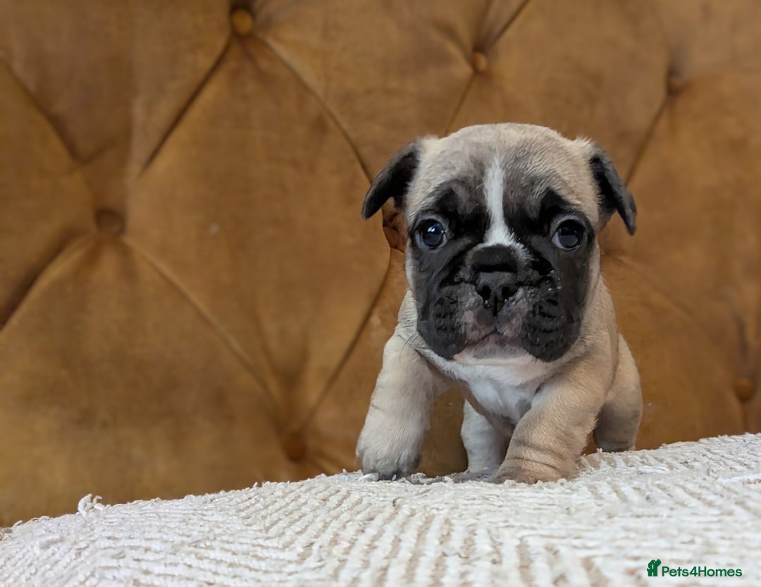 French Bulldog dogs for sale: REDUCED Adorable French Bulldog Puppies  - Image 29