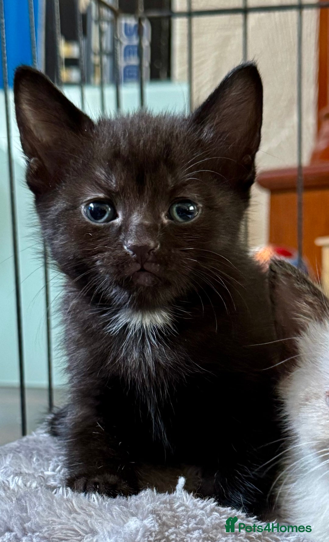 Ragdoll cats for sale: 3/4 ragdoll black kittens - Image 4