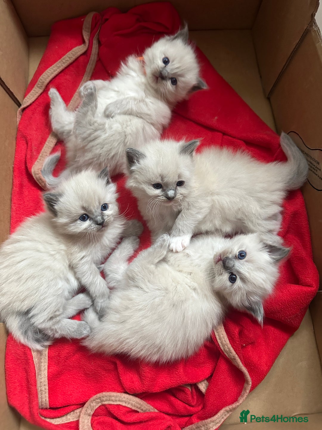 Ragdoll cats for sale: Ragdoll blue point kittens  - Advert 1