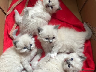 Ragdoll cats Ragdoll blue point kittens - Advert 2