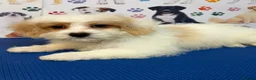 Maltipoo dogs for sale: Rare Red Parti and Biscuit Maltipoo Puppies - Advert 14