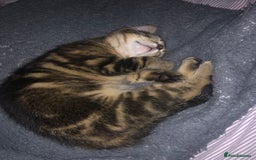 Bombay cats for sale: 🐾🌟tow lovely boys lefted🌟🐾 - Image 4