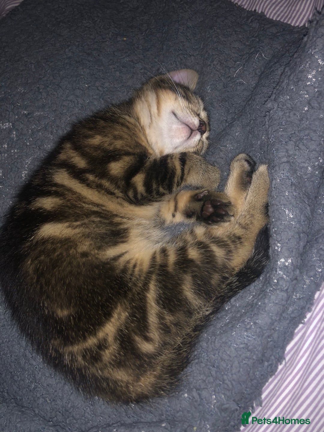 Bombay cats for sale: 🐾🌟tow lovely boys lefted🌟🐾 - Image 4