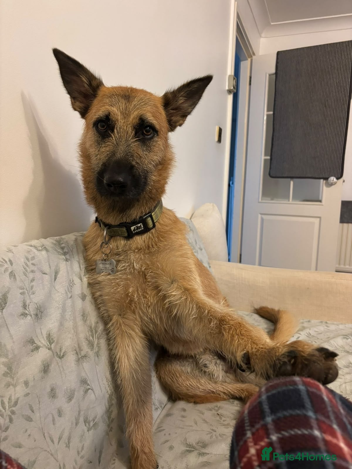 Mixed Breed dogs for sale: Finding a New Home for My Billy  - Advert 3