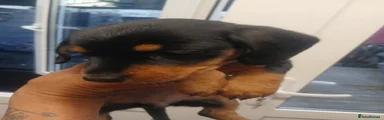 Dachshund 3