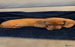 Dachshund dogs for sale: Dachshunds  - Image 3