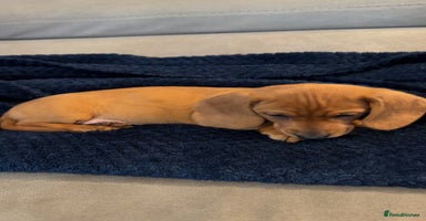 Dachshund dogs - Advert 10