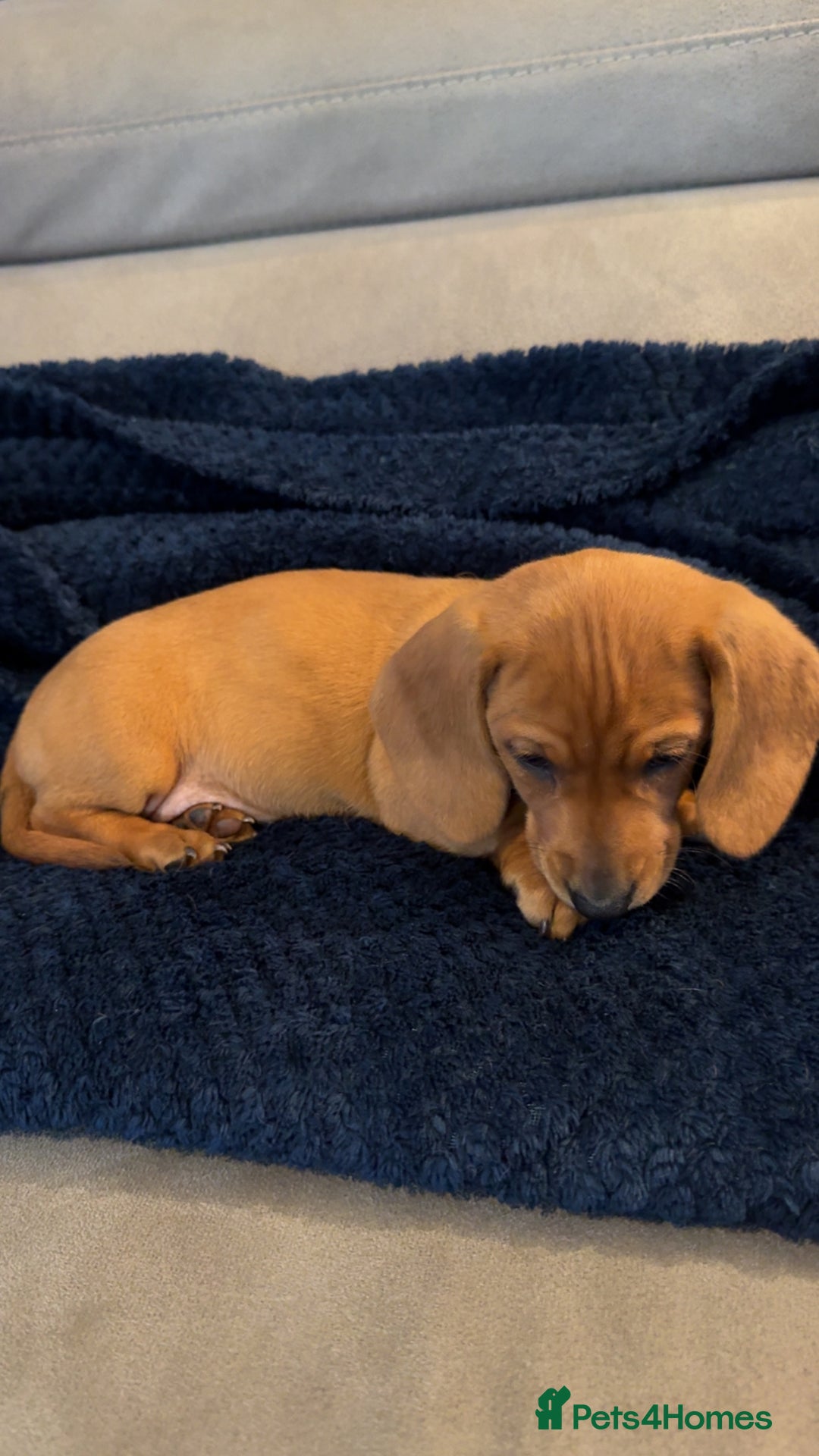 Dachshund dogs for sale: Dachshunds  - Image 3