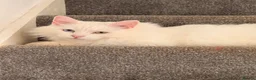 Turkish Angora cats for sale: Ludo  in Winsford - Advert 4