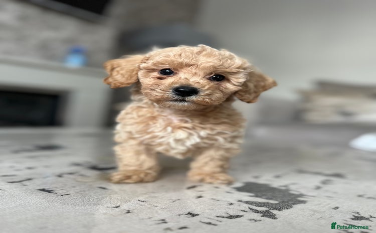 Poochon dogs - Advert 4