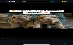 English Bulldog dogs for sale: 🐶🔥 English Bulldogs ready to go 🔥🐶 REDUCED!! - Image 2