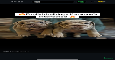 English Bulldog dogs - Advert 10