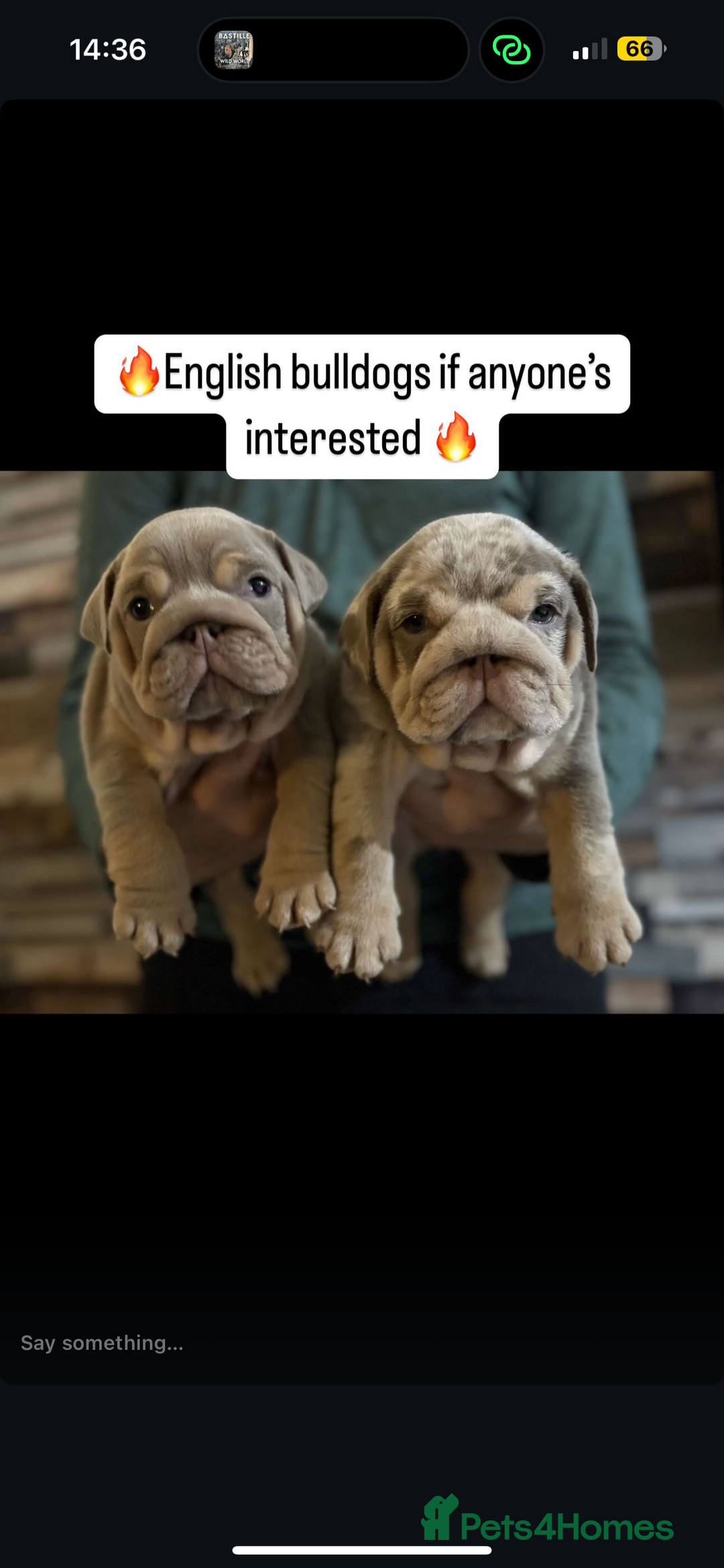English Bulldog dogs for sale: 🐶🔥 English Bulldogs ready to go 🔥🐶 REDUCED!! - Image 2