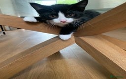 Mixed Breed cats for sale: Fluffy,bengal mixed,energetic kittens - Image 4