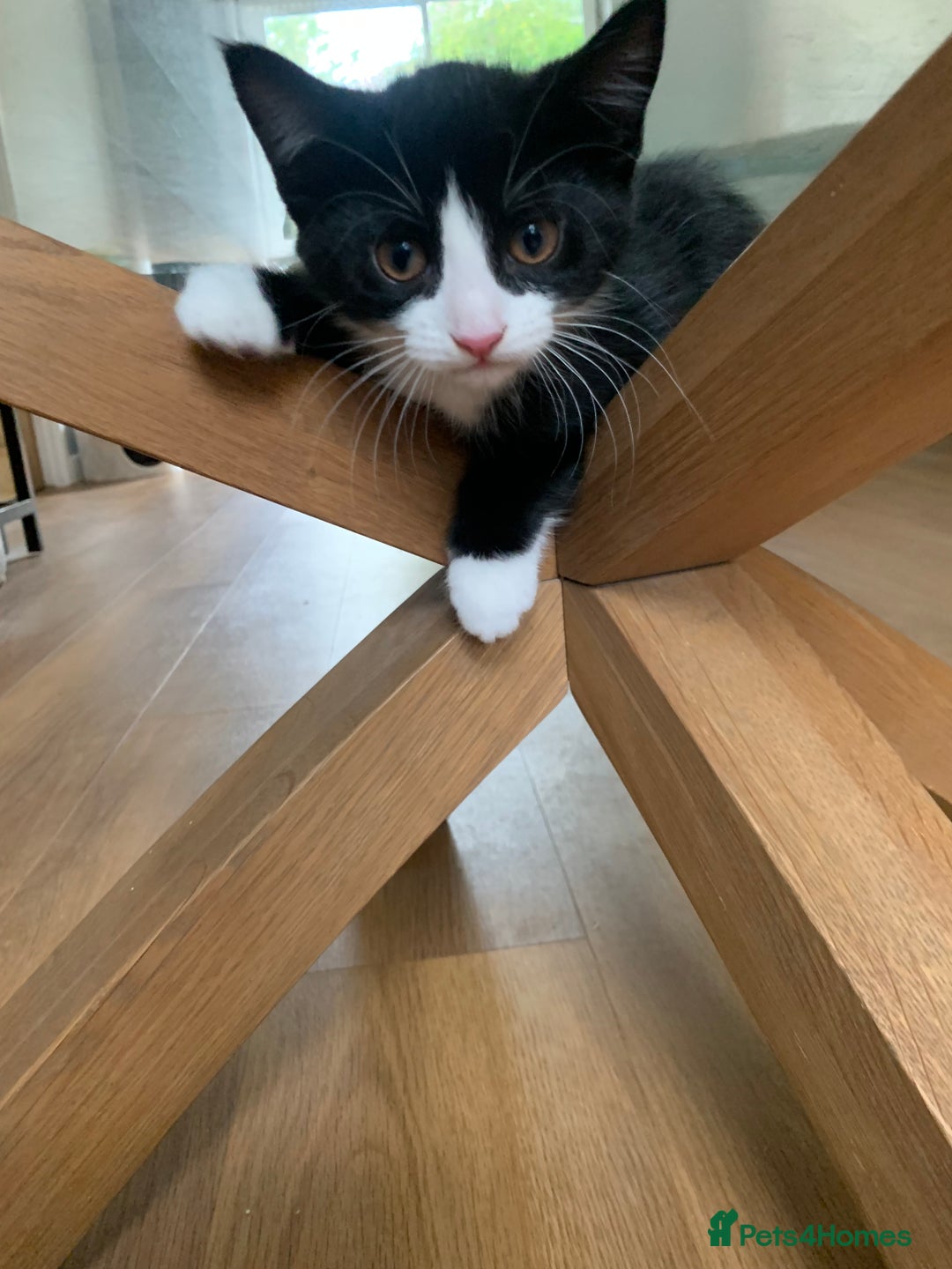 Mixed Breed cats for sale: Fluffy,bengal mixed,energetic kittens - Image 4