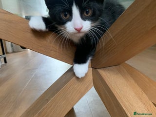 Mixed Breed cats - Advert 16