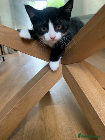 Mixed Breed cats - Advert 15