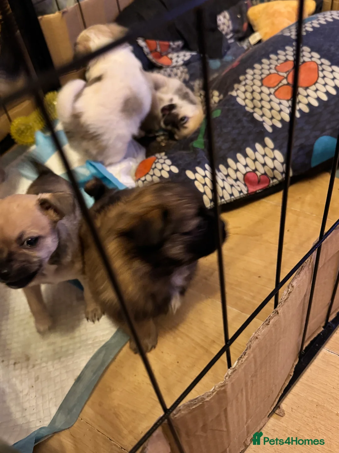 Chihuahua dogs for sale: Chihuahua pups - Advert 10