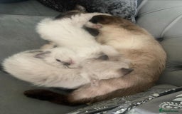 Ragdoll cats for sale: Beautiful Pedigree Ragdoll 4 month olds  - Image 5