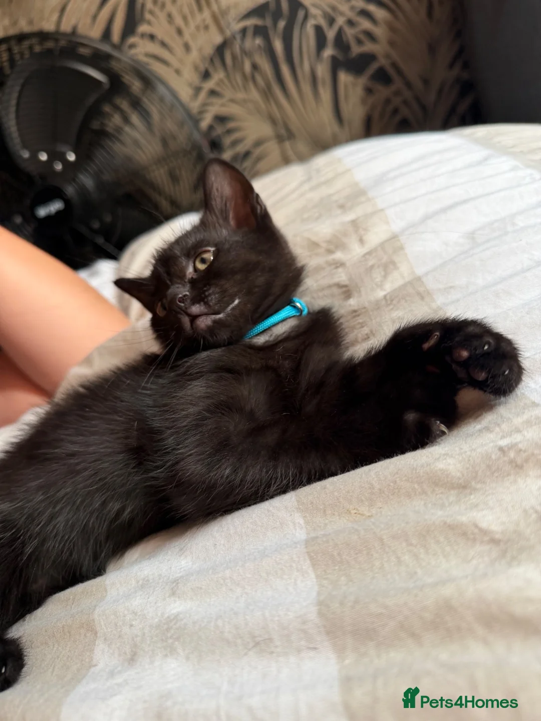 Mixed Breed cats for sale: Beautiful kittens  in Manchester - Advert 20