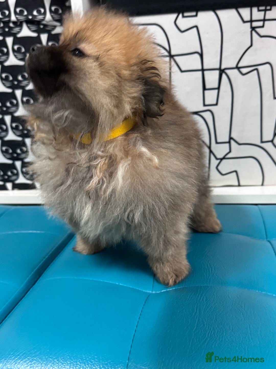 Pomeranian dogs for sale: FLUFFY POMERANIAN FOR SALE 🥰 - Advert 15