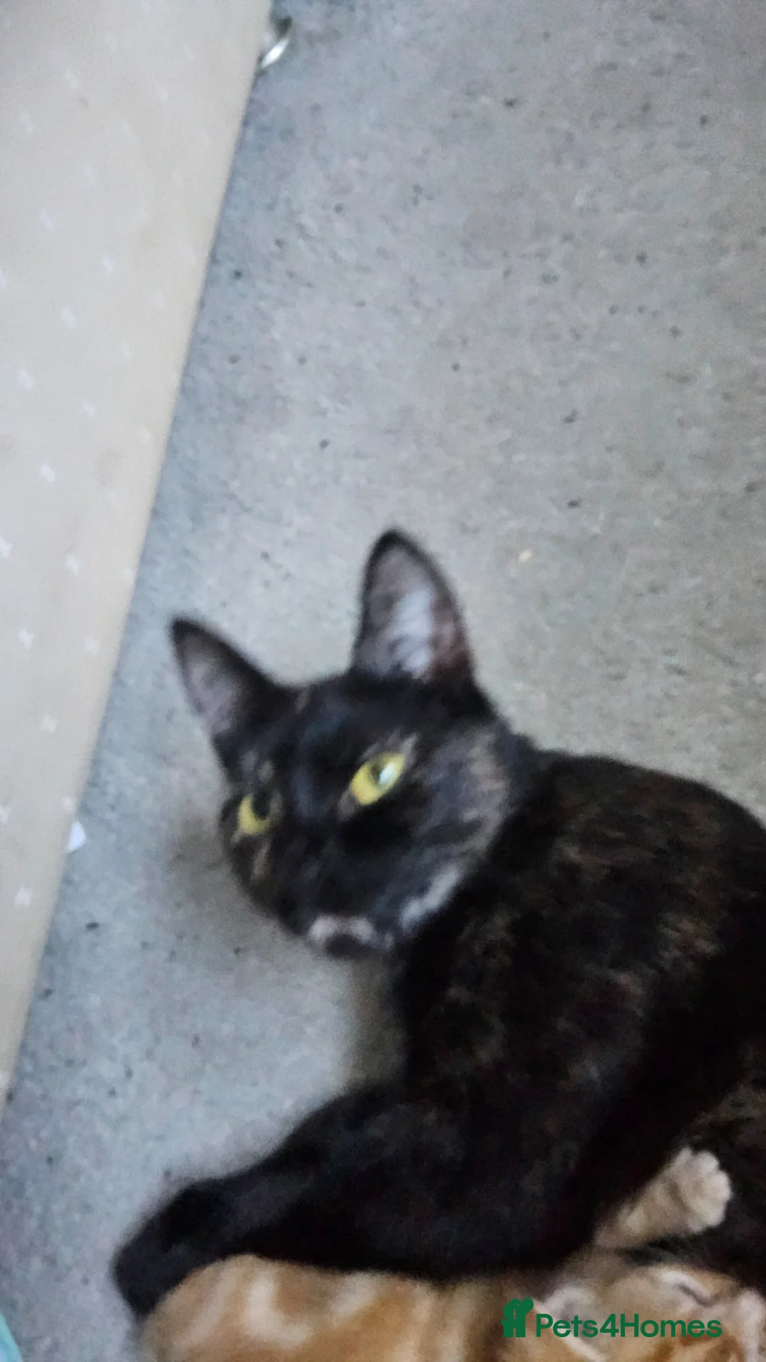 Mixed Breed cats for sale: Kitten green - Advert 1