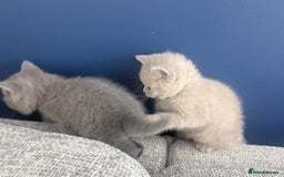 British Shorthair cats for sale: 5 Beautiful GCCF British Shorthair kittens!  - Image 8