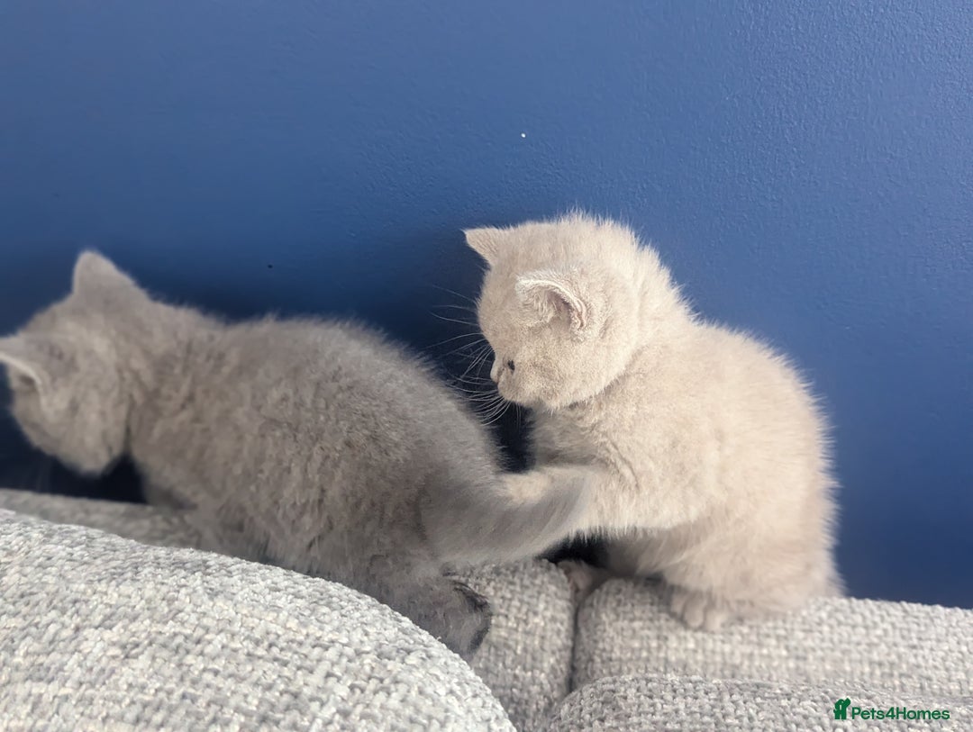 British Shorthair cats for sale: 5 Beautiful GCCF British Shorthair kittens!  - Image 8