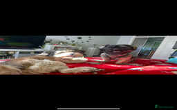 Mixed Breed dogs for sale: Stunning Lhasa apso x puppies  - Image 1
