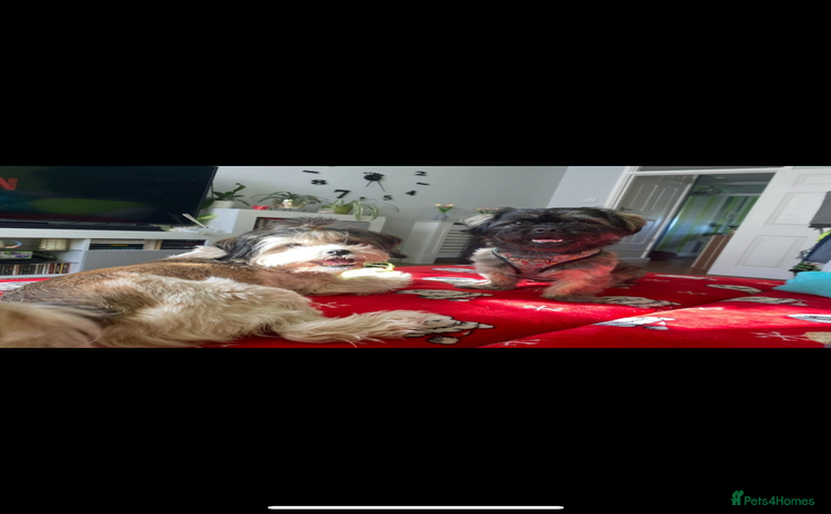 Mixed Breed dogs - Advert 5