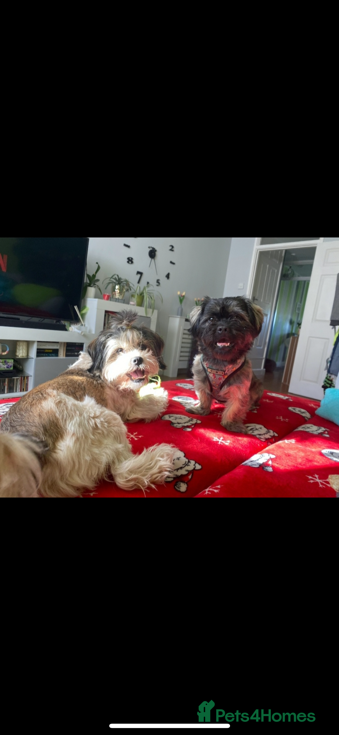 Mixed Breed dogs for sale: Stunning Lhasa apso x puppies  - Image 1