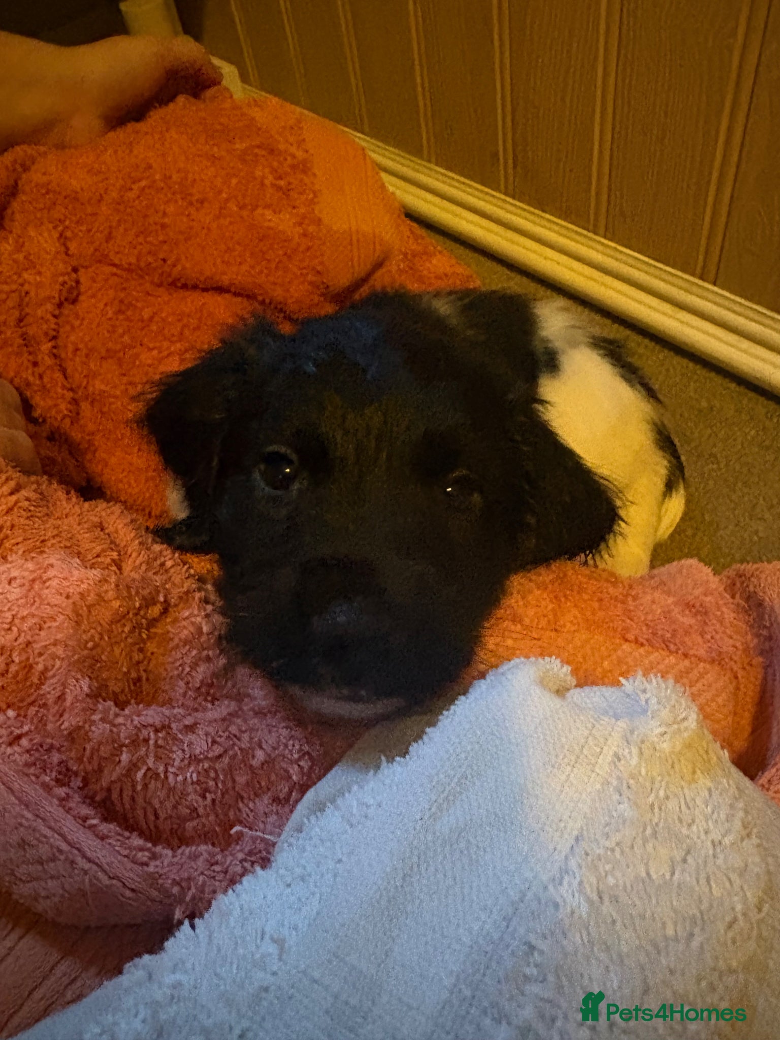 English Springer Spaniel dogs English springer spaniel puppies - Advert 2