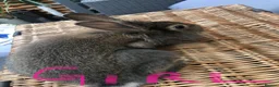 Lionhead rabbits for sale: Gorgeous fluffy Lionhead babies ready now - Advert 6