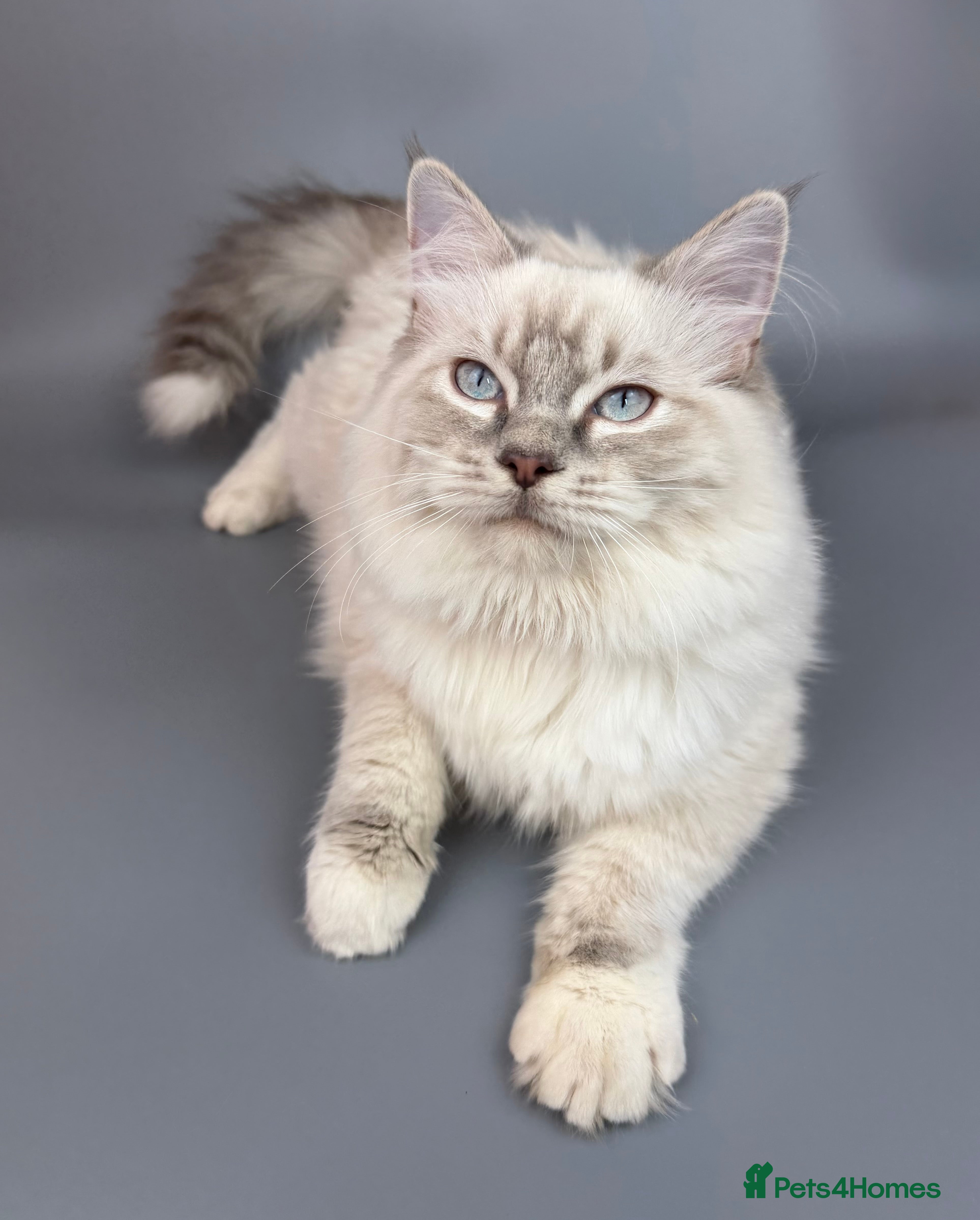 Ragdoll cats BONDED RAGDOLL BROTHERS - HEALTH TESTED PARENTS - Advert 5