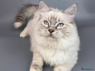 Ragdoll cats BONDED RAGDOLL BROTHERS - HEALTH TESTED PARENTS - Advert 4