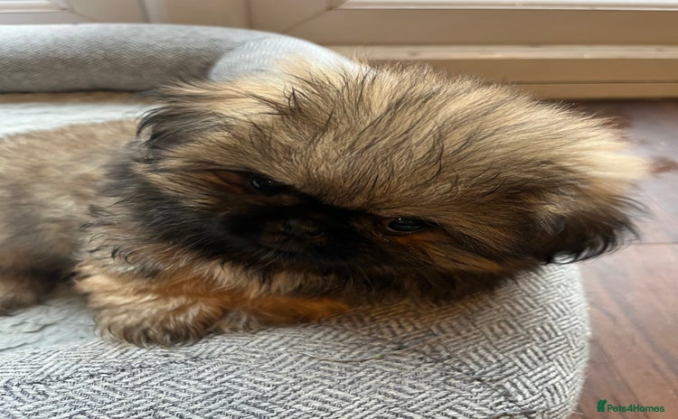 Mixed Breed dogs in Leicester - Advert 1