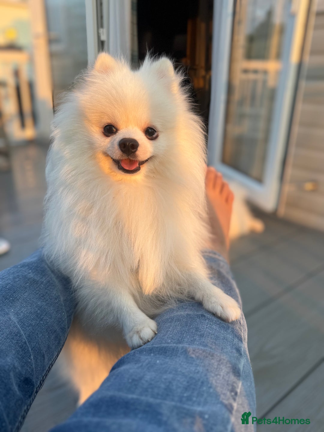Pomeranian dogs for sale: Pure breed Pomeranian boy and girls  in London - Image 11