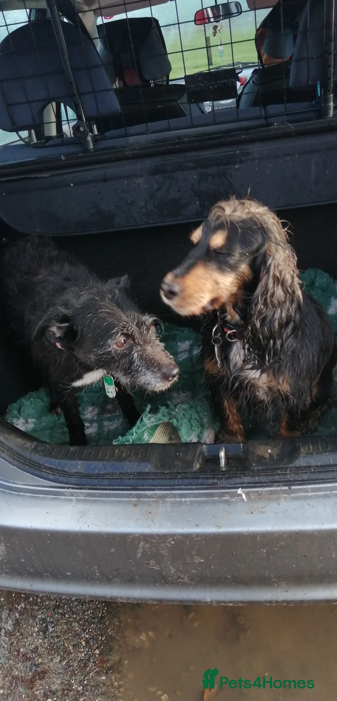 Cocker Spaniel dogs for sale: Cocker spaniel puooys - Advert 16