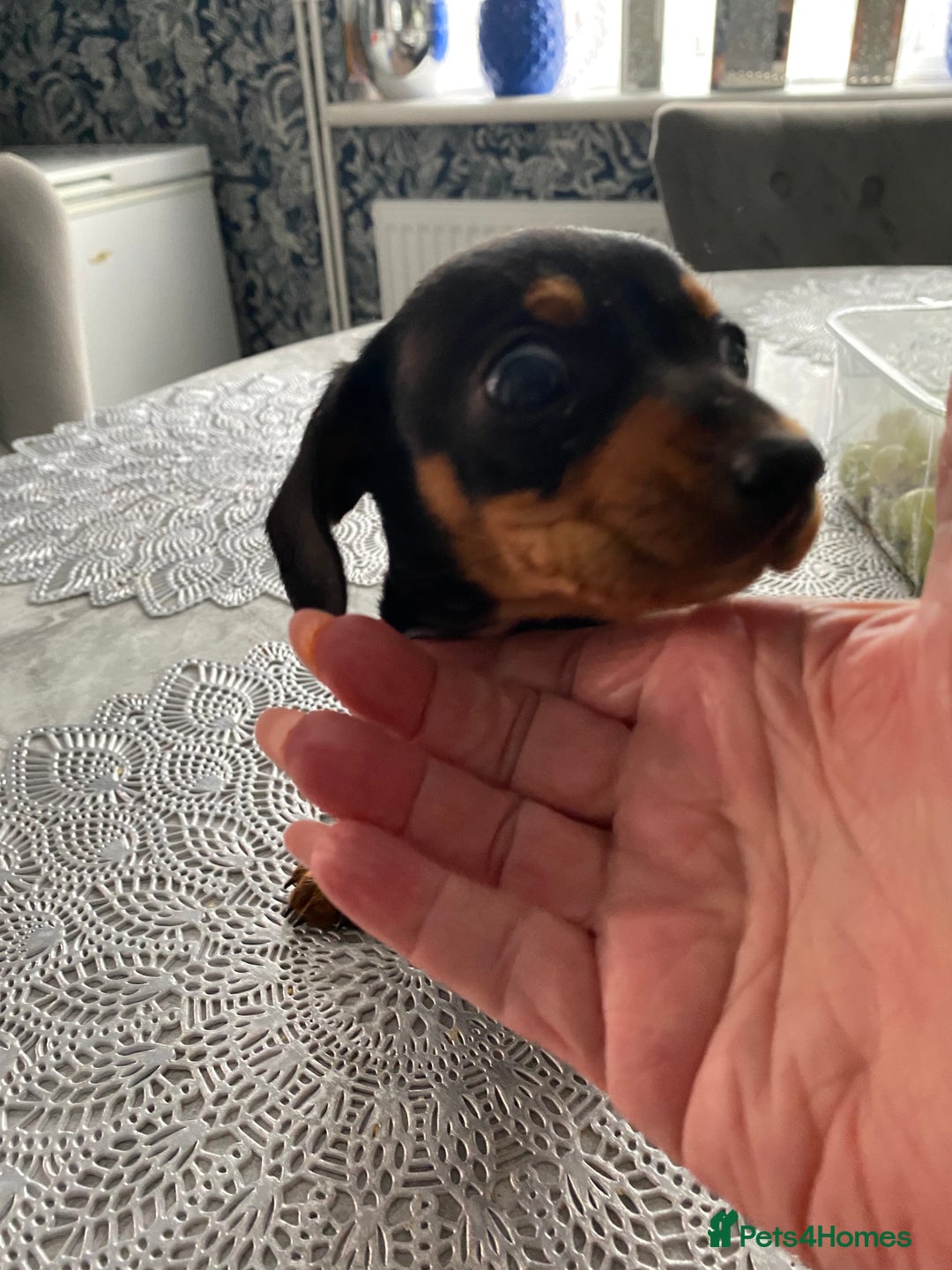Dachshund dogs for sale: Miniature Dutchhound  - Image 3