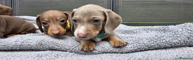 Dachshund 1