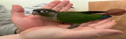 Conures birds for sale: 2 conure babies  in Southampton - Advert 3