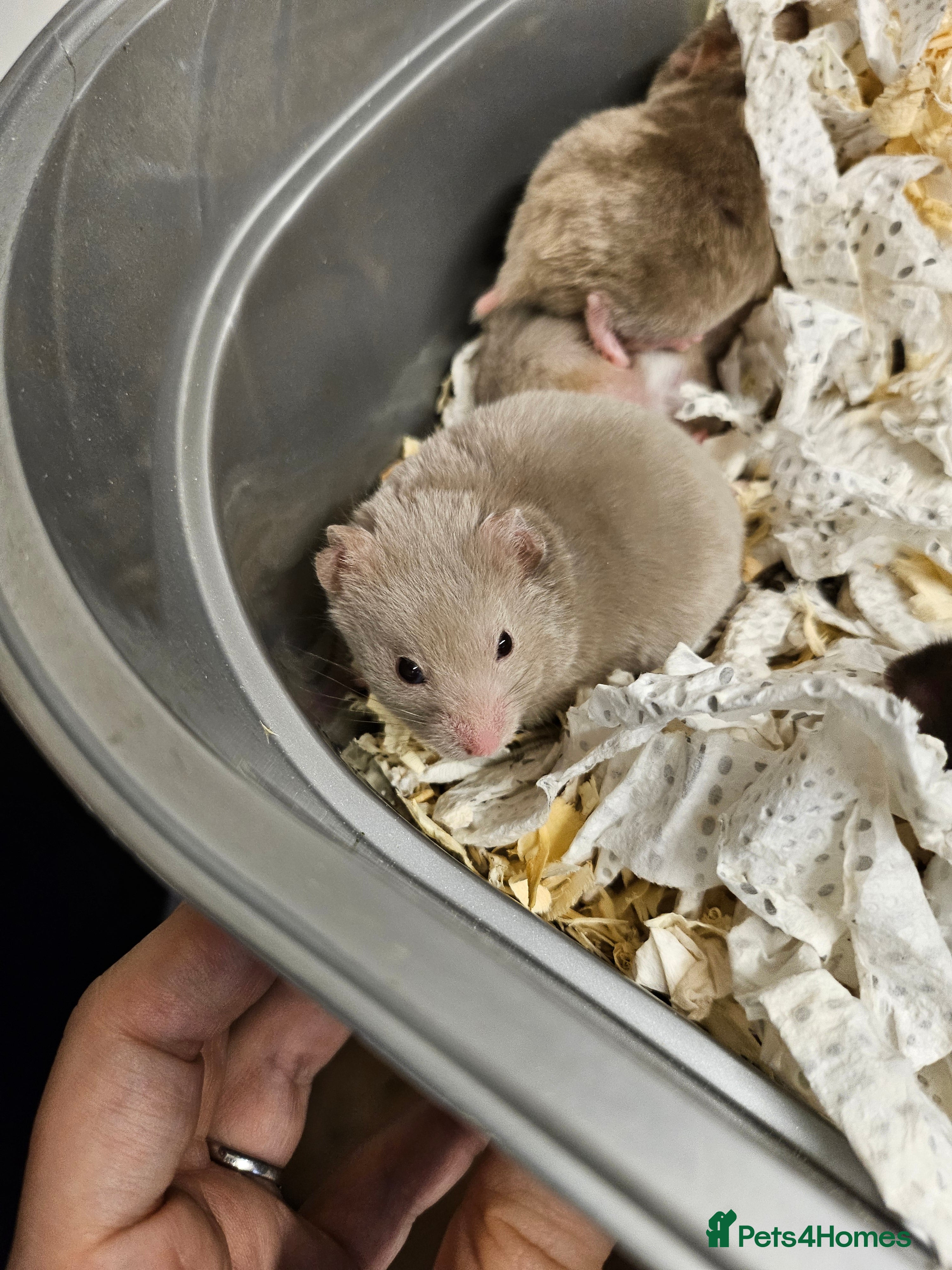 Hamster rodents 1 LEFT Gorgeous Syrians - Advert 13