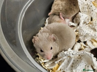 Hamster rodents 1 LEFT Gorgeous Syrians - Advert 13